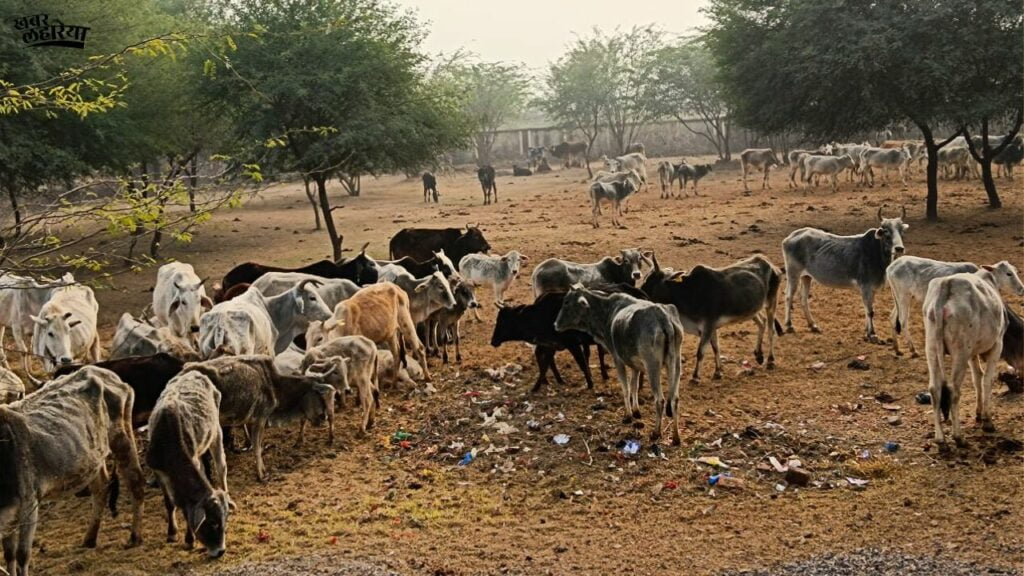 Banda news, Cows dying due to cold and lack of facilities in gaushala