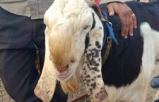 Sonpur Mela 2023: Asia's largest cattle fair