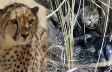 Kuno National Park, 10 cheetahs died and three cubs born in recent days