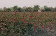 Chhatarpur news, Farmers getting profit from flower farming