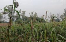Farmers are not getting the benefits of crop insurance scheme