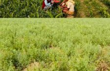 Bundelkhand news, Pulses crop ruined due to fog