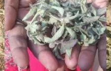 'Lerma plant' to get rid of any pain, ka desi nuskha