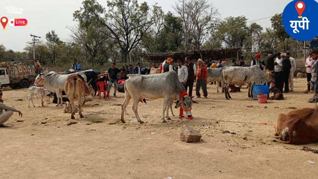 pashu-bazar-mela-of-lalitpur-district