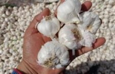 Garlic price reach 300 rupees kg in ayodhya