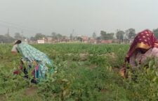 Ayodhya news, Vegetables getting destroyed due to unseasonal rain