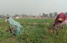 Ayodhya news, Vegetables getting destroyed due to unseasonal rain