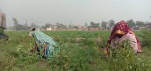 Ayodhya news, Vegetables getting destroyed due to unseasonal rain