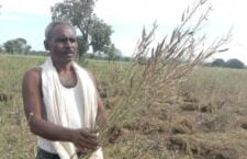 Tikamgarh news, Hailstorm ruined crops of farmers