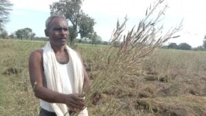 Tikamgarh news, Hailstorm ruined crops of farmers