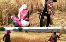 chhatarpur news, Farmers' crops ruined due to change in weather