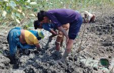 Mahoba News: People digging lotus stem in scorching sun for income.