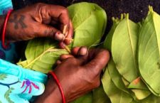 Chhattisgarh News: Tendu leaf is a means of livelihood for poor families.