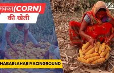 Maize cultivation in large quantity happen in village of Saran district