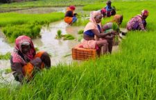 Women's ploughing paddy crops and singing Dhan Ropani Geet