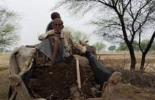 Banda News: Crop grown from cow dung good for health Banda News: Crop grown from cow dung good for health