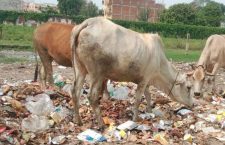 Varanasi News: Closed cow shelter creating problems for farmers