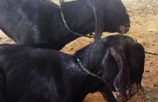 Banda News: Diarrhea disease spreading among goats