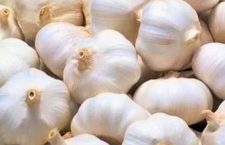 Garlic price hiked in many parts of uttar pradesh