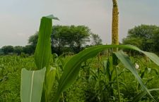 Millets were once a boon for farmers and the secret of their health