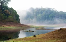 Only healthy forests can sustain our water resources