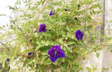 Blue Tea Crafted from Aparajita Flowers