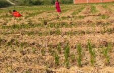 People from MP and UP come to this village of Prayagraj district to harvest paddy