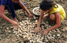 Potato sowing season kicks off in Bihar