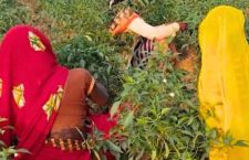 Chili farming is reducing migration for employment in the villages of Chitrakoot district.