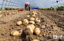 **International Potato Center to Open in Agra, Farmers to Benefit, Says Report**