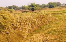 Banda News: Farmers' crops damaged due to illegal mining, demand for compensation