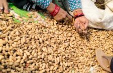 Groundnut Harvesting: A source of employment for women in Mahoba district