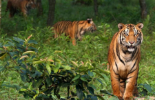 182 tigers died in 2023, 50 percent rise compared to 2022 - Environment Ministry informs Parliament