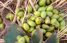 'Haritaki Tree' found in the forests of Chhattisgarh