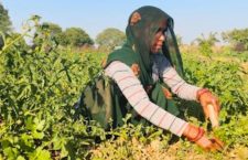 chitrakoot-news-farmers-prefer-tomato-farming