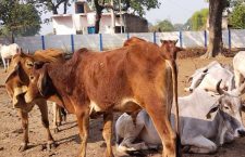 Banda News: No Facilities in Cow Shelters Amidst Severe Cold