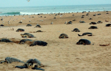 "Over 1,100 Dead Olive Ridley Turtles Found on Tamil Nadu's Coast, Listed as 'Endangered Species'"