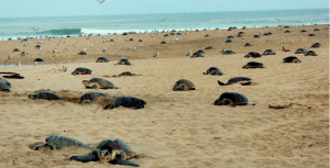 "Over 1,100 Dead Olive Ridley Turtles Found on Tamil Nadu's Coast, Listed as 'Endangered Species'"