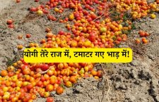 Ayodhya News: Tomato Price Drop: Farmer Expresses Displeasure with Government**