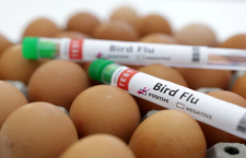 "Egg Removed from Mid-Day Meal Due to Rising Bird Flu in Bihar, Know the Symptoms and Prevention Tips"