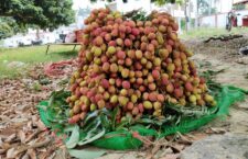 Lychee