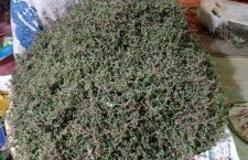 noni ka saag