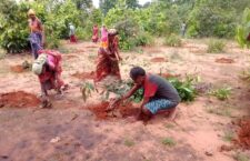 Villagers planting trees