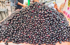 Photo of ripe berries being sold in the market