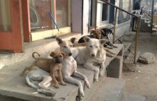 Stray Dogs