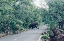 Elephant on village road