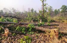 Felling of trees in forest
