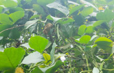 Bean vegetable