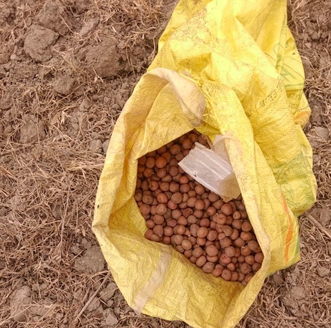 Potatoes for harvesting