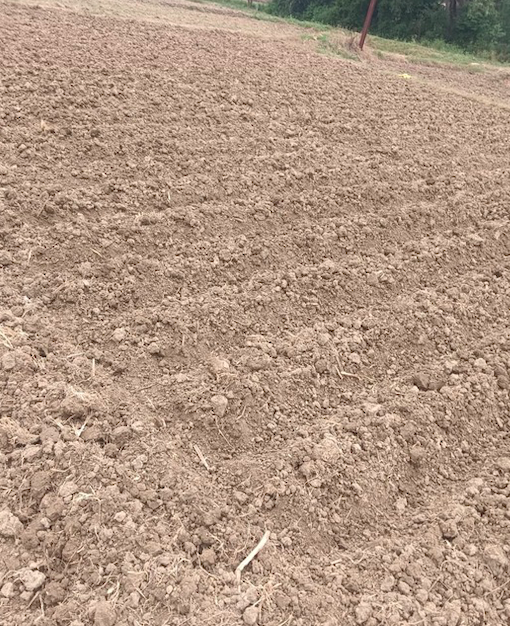 Complete preparation of the field for sowing the crop